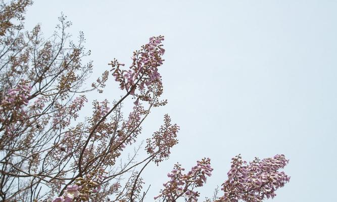 解读梧桐花的花语（探寻梧桐花所代表的含义与象征）