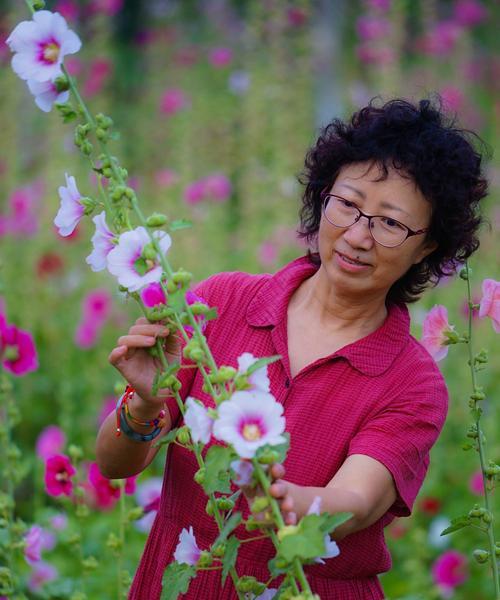 蜀葵花语与传说（娇艳欲滴，传承千年的文化符号）