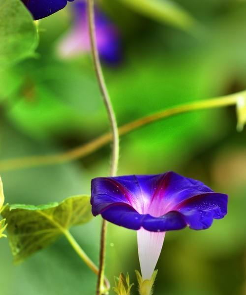 探寻牵牛花的花语与寓意（追寻牵牛花的美丽传说与象征）