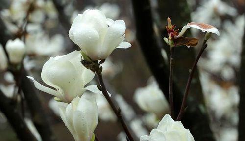 揭秘木兰花的花语与寓意（探究木兰花的神秘之美，领悟生命与爱情的真谛）