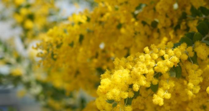 金合欢花语——解读这朵花的含义（探究金合欢花的文化内涵及象征意义）