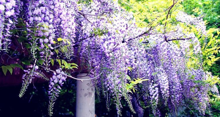 紫藤花的传说和花语（溯源千年，探寻紫藤花的神秘世界）