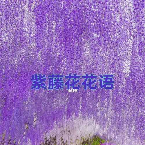 紫藤花的传说和花语（溯源千年，探寻紫藤花的神秘世界）