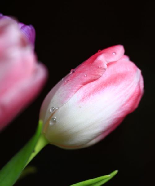 黑色郁金香花语的深意（黑色郁金香花语的寓意与象征）