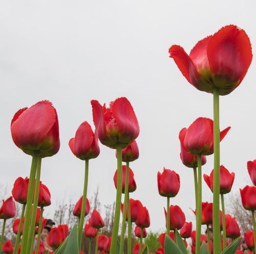 黑色郁金香花语的深意（黑色郁金香花语的寓意与象征）