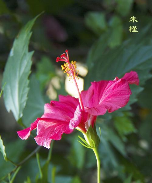 朱槿花的花语及象征意义（探寻朱槿花的文化内涵）