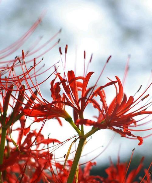 曼珠沙华花语与寓意（探究曼珠沙华的美丽含义）