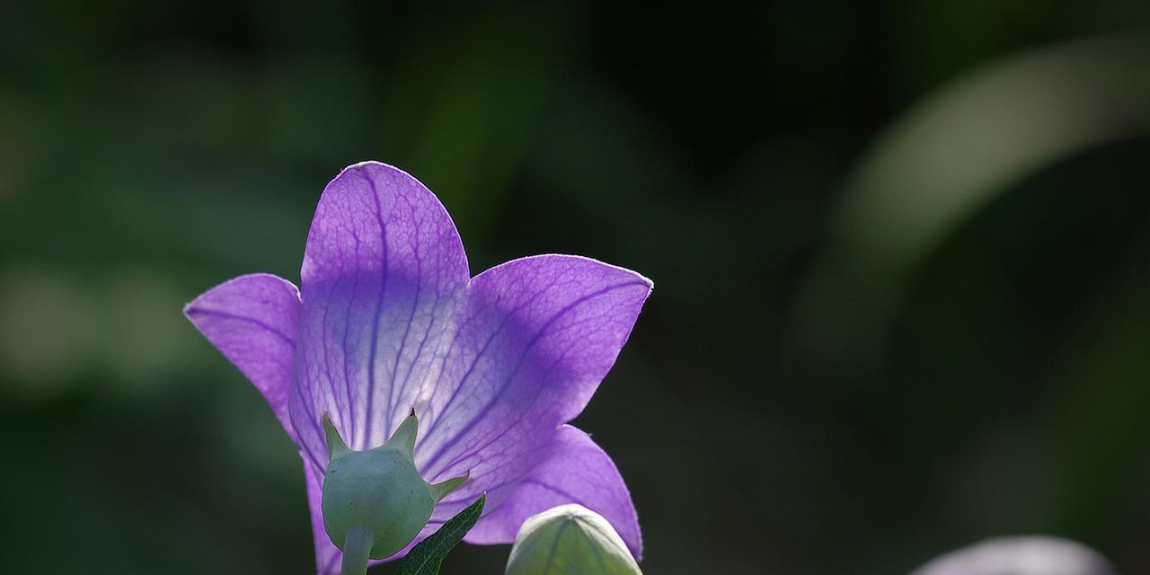 桔梗花语解析（寓意深远，传递美好祝福）