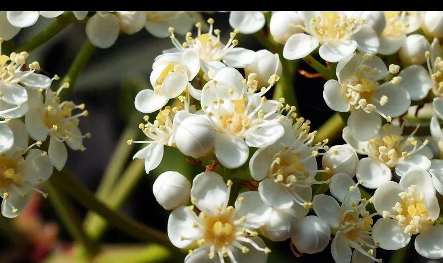 石楠花花语大揭秘（探索石楠花的神秘世界，从花语中感受生命的美好）