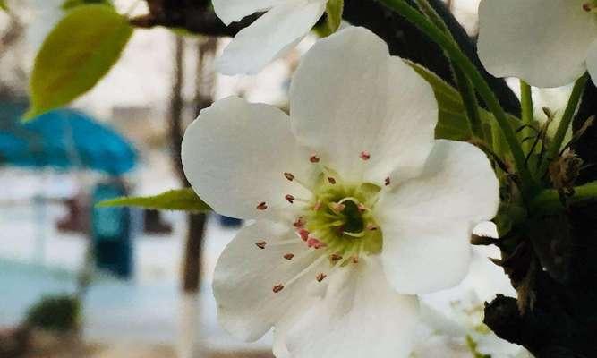 探秘梨花花语（梨花的寓意与文化）