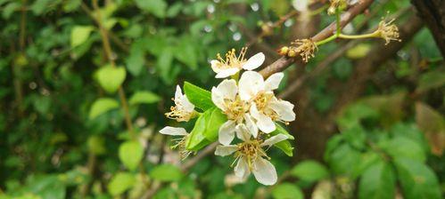 探秘梨花花语（梨花的寓意与文化）