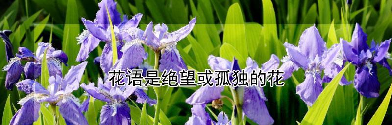 好听的花语，美丽的情感（九朵花的花语及其表达的情感）