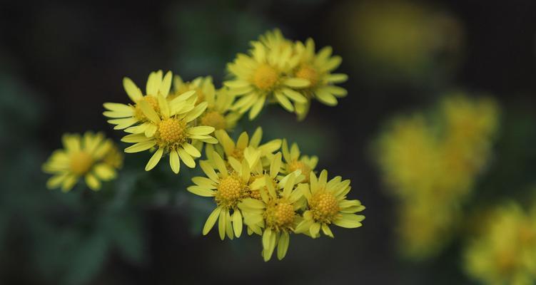 菊花如何在秋季移栽（移栽技巧、时机、注意事项）