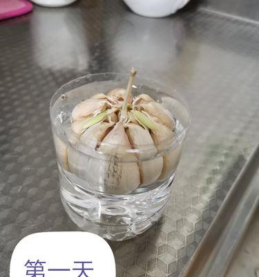 水培大蒜的方法（简单易行的家庭种植技巧）