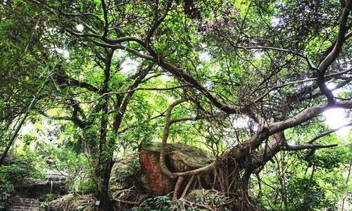 榕树的特点及文化意义（探寻榕树的历史、传说、树姿、树叶、根系、生态、景观及种植技巧）