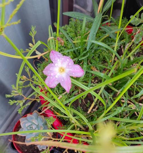 风雨兰的种植方法详解