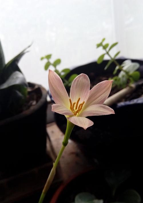 风雨兰的种植方法详解