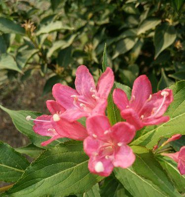 锦带花的花期长短探究（了解锦带花的开花时间，精心打造花园美景）