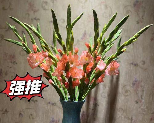 探寻剑兰花之美（探寻剑兰花之美）