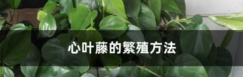 分株繁殖方法全解析（掌握这些技巧，轻松繁殖出健康的植株）