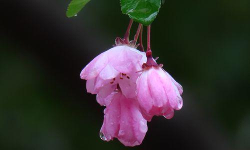 海棠花的象征意义（探寻海棠花背后的文化内涵）