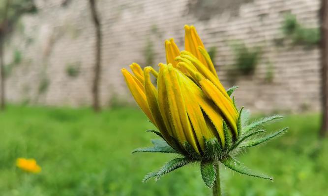 探秘黑心金光菊的奥秘（别名、产地、形态、栽培、药用、功效、注意事项、发展前景）