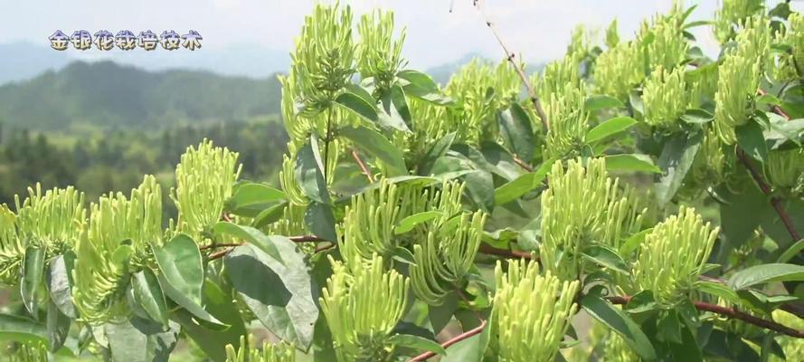 金银花栽培种植技术（打造健康环保的家庭园林）