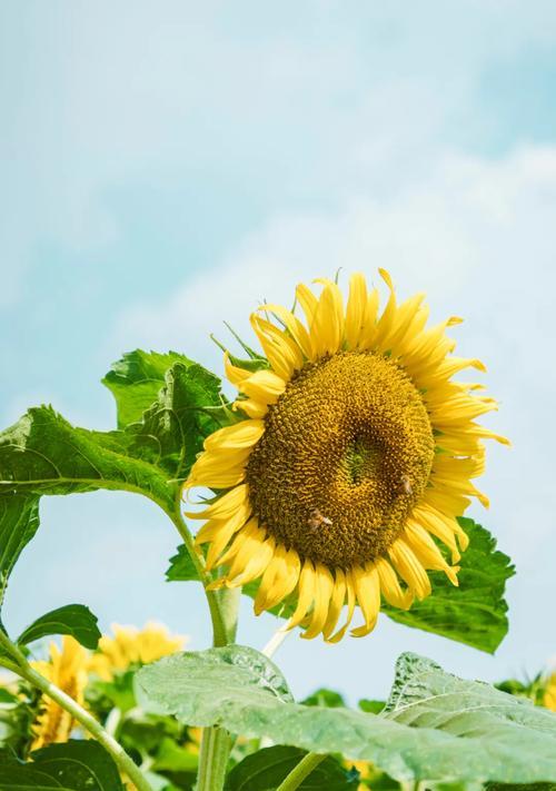 向日葵花期——美丽的夏季盛宴（盼望着那一刻，她开放了花海）