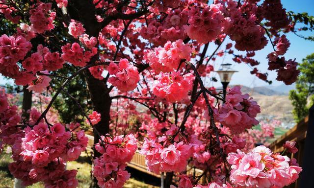 赏樱指南——描绘樱花的美丽（樱花品种、开花时节、花色变化，让你了解一切）