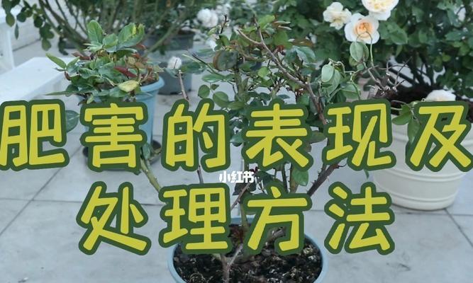 室内盆栽月季花的养殖方法（打造清新室内氛围，让月季花成为你的私人花园）