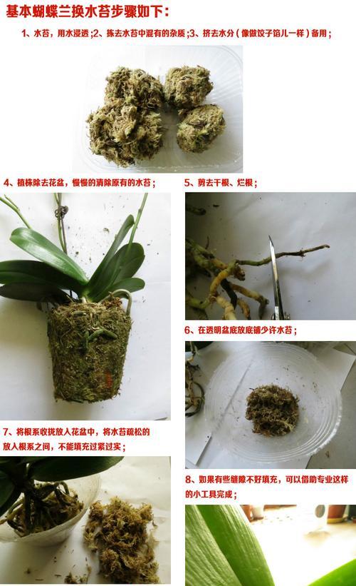 打造美丽园林，蝴蝶兰种植全攻略（蝴蝶兰种植方法、蝴蝶兰养护注意事项、蝴蝶兰繁殖技巧）