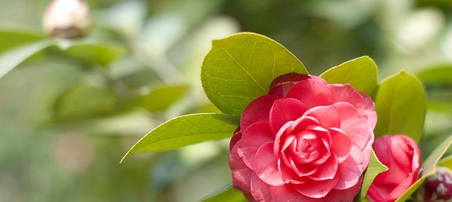 茶花养护技巧（打造优美茶花栽培方式）