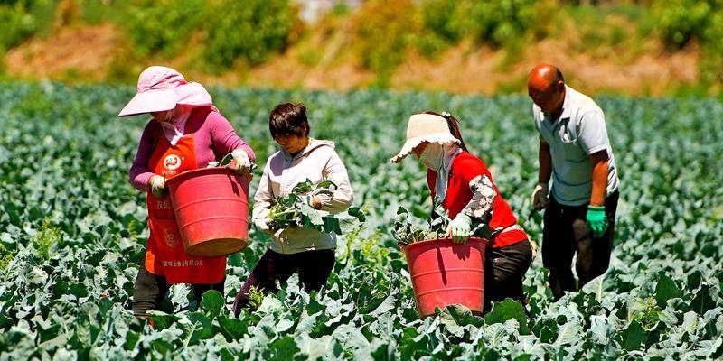 西兰花种植指南（从选苗到收成全程无忧，轻松get高产又营养的西兰花种植技巧）