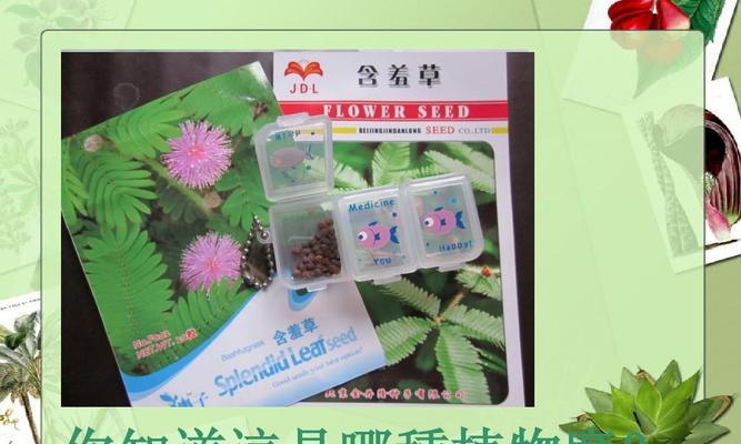 深入探讨植物分类（从古至今，植物分类的演变与发展）