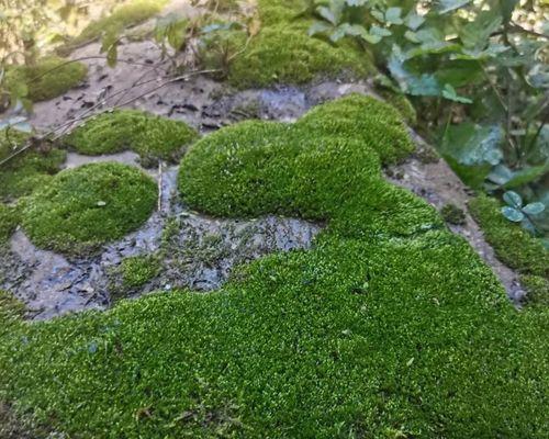 制作盆景苔藓，打造独特植物景观（学习盆景苔藓制作方法，让您拥有别样风情）