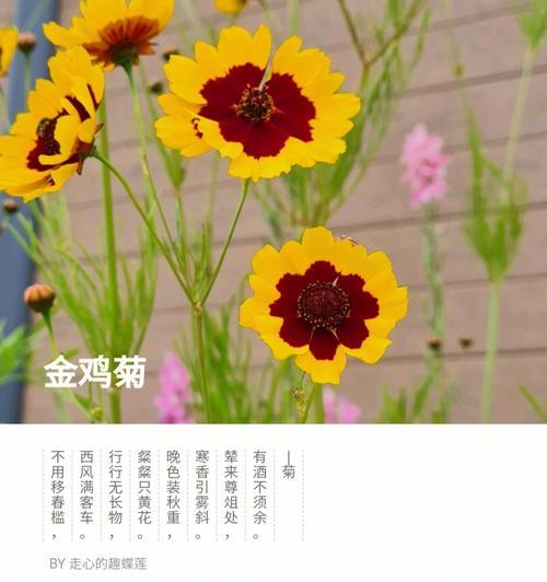 采摘金鸡菊的正确姿势（摘心是关键，让花开得更美）