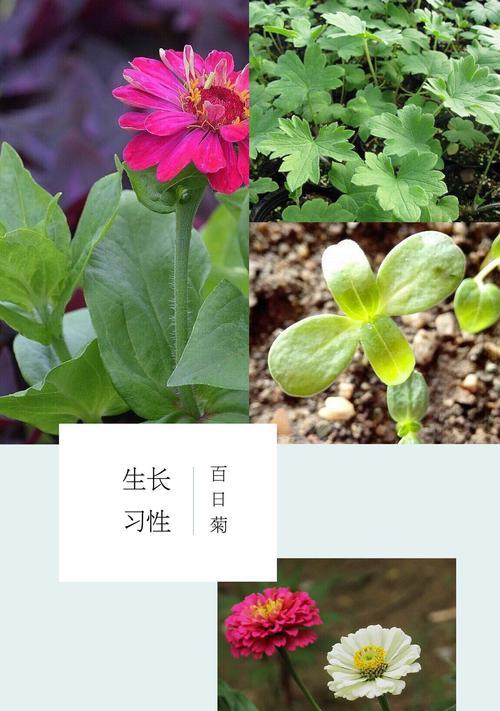 百日草的种植与养护方法（百日草的种植、浇水、施肥、修剪、病虫害防治等注意事项）