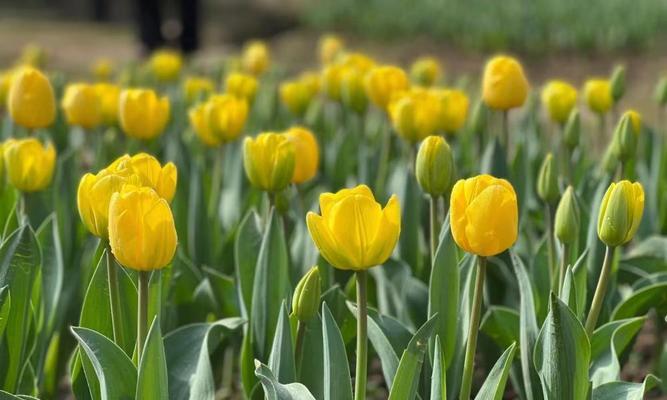 郁金香花期多长？（全面解析荷兰国花的生命之源）