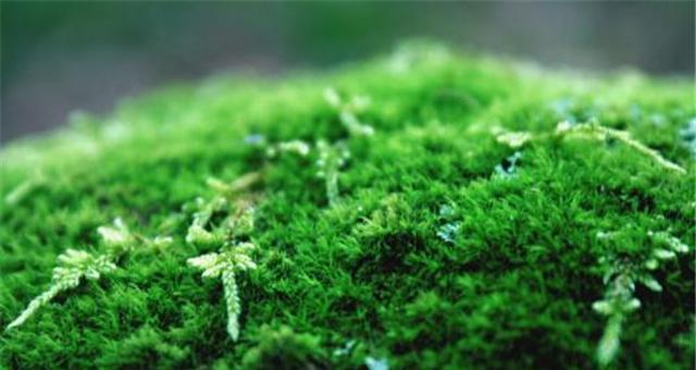 苔藓类植物——微小但卓越的生命（探索苔藓类植物的微观世界，发现生命的奇妙之处）