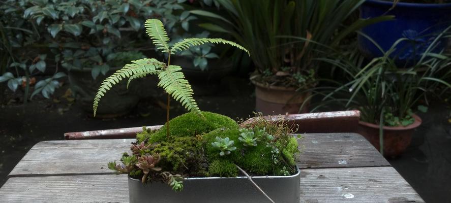 苔藓类植物——微小但卓越的生命（探索苔藓类植物的微观世界，发现生命的奇妙之处）