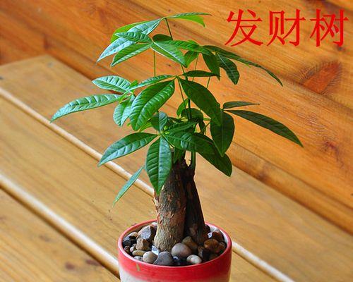 小盆栽发财树的茂盛养护技巧（让你的发财树更美丽、更茂盛！）