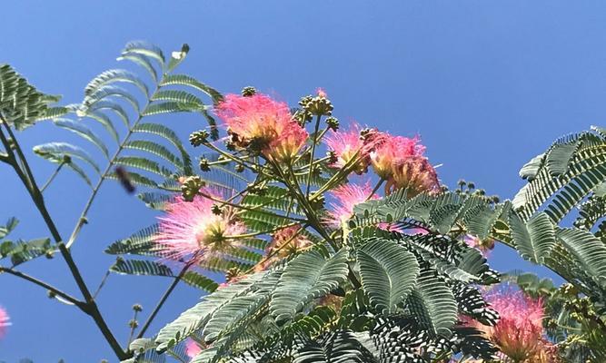 合欢花开的时间与特点（探寻合欢花的美丽与神秘）