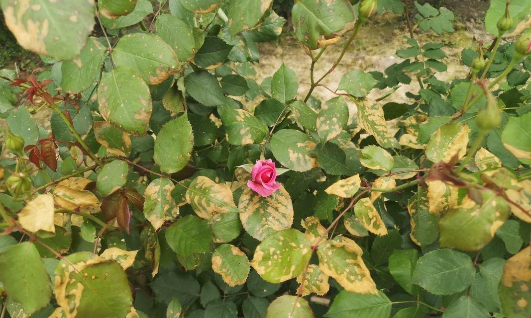 月季花黄叶的原因分析（探究月季花叶子发黄的因素及治疗方法）