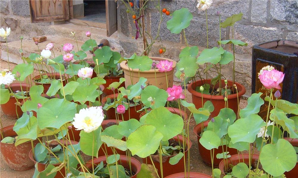 水芙蓉在鱼缸中养殖的方法与技巧（打造鱼缸美景，让水芙蓉在家中绽放，不再是梦想！）