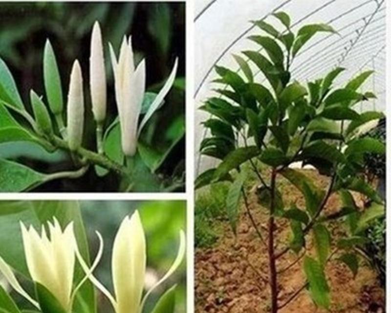 盆栽含笑花的养殖方法（从种植到繁殖，一起学习养殖含笑花的秘诀）