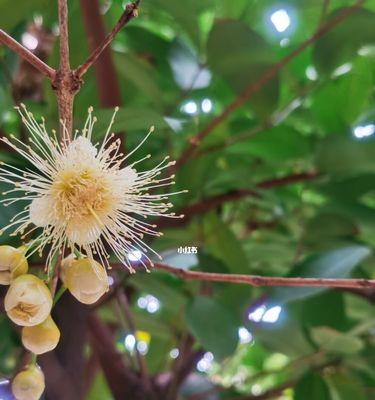 莲雾的开花结果（莲雾果实的形成和采摘技巧）