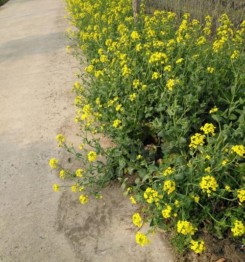 走进油菜花开的季节（欣赏黄色的海洋，领略春天的气息）