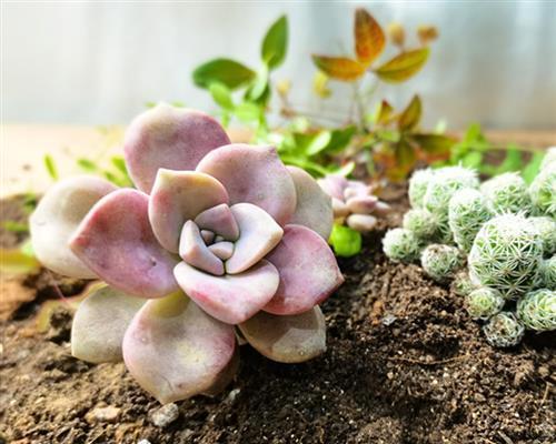 从种植到繁衍，丁香花的全面指南（丁香花种植方法和时间，让您的花园充满色彩和香气）