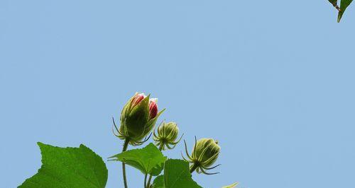 芙蓉花叶子干焦怎么办？（教你如何应对芙蓉花叶子干焦问题）