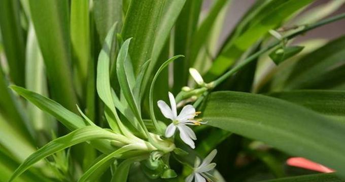 防治吊兰介壳虫的方法（家庭常见害虫如何有效防治）